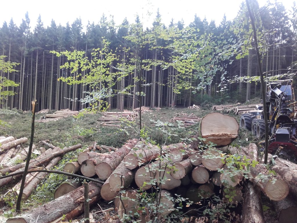Kahlfläche nach massivem Borkenkäferbefall